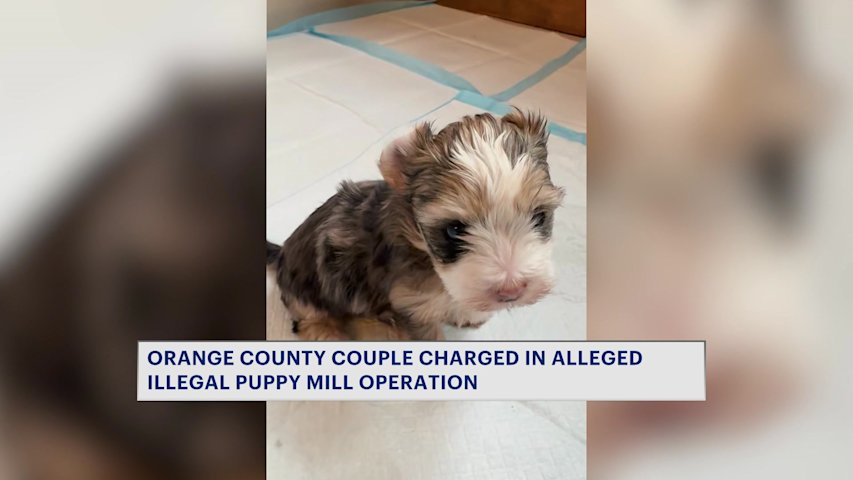Orange County couple faces criminal charges in illegal puppy mill case