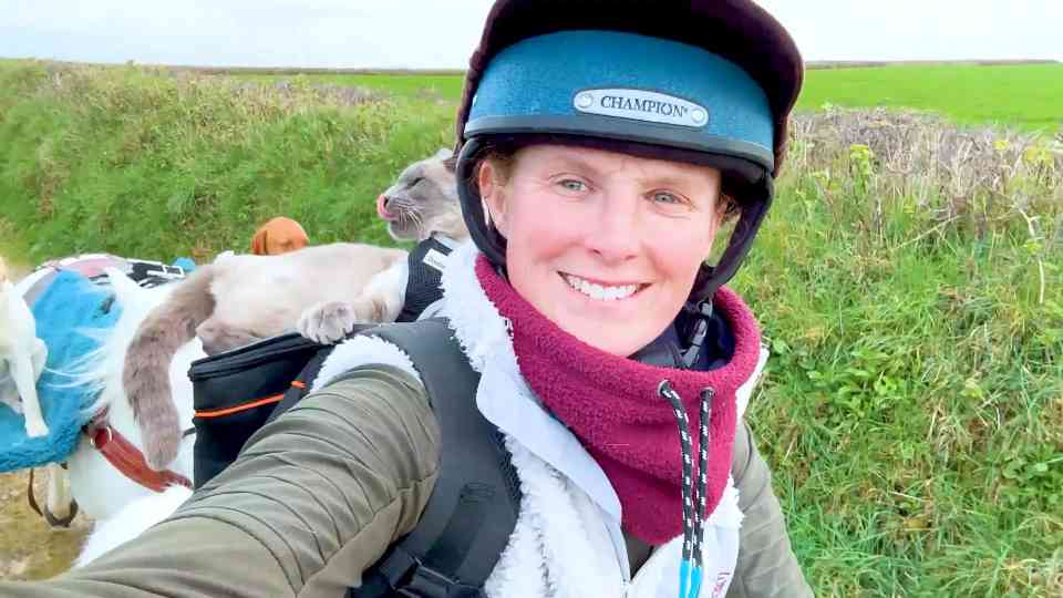 Dogs and cat ride like kings in dreamy countryside adventure