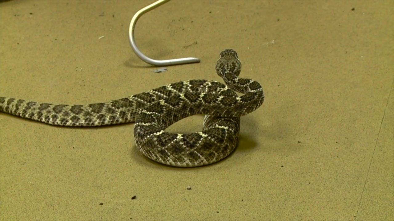 3rd person dies from rattlesnake attack as California battles ...