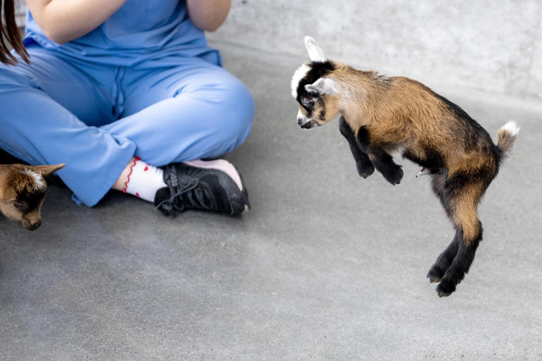 Rowan’s new vet school has been operating for less than a year. Gov ...
