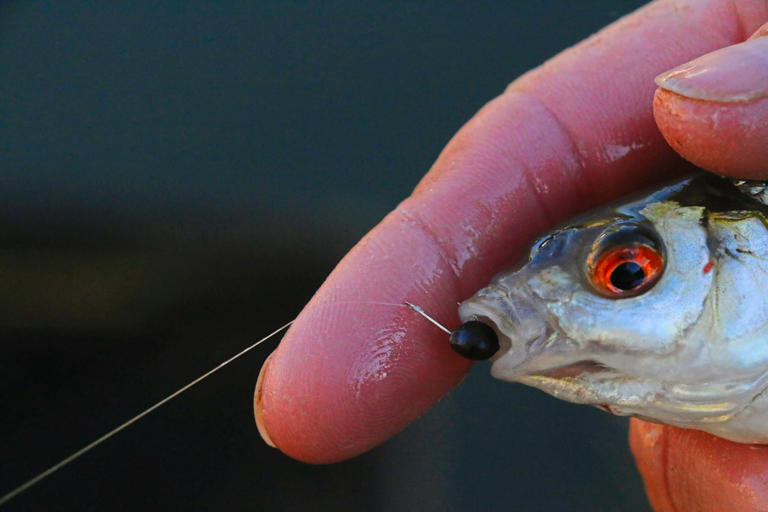 10 bait tips to catch more roach