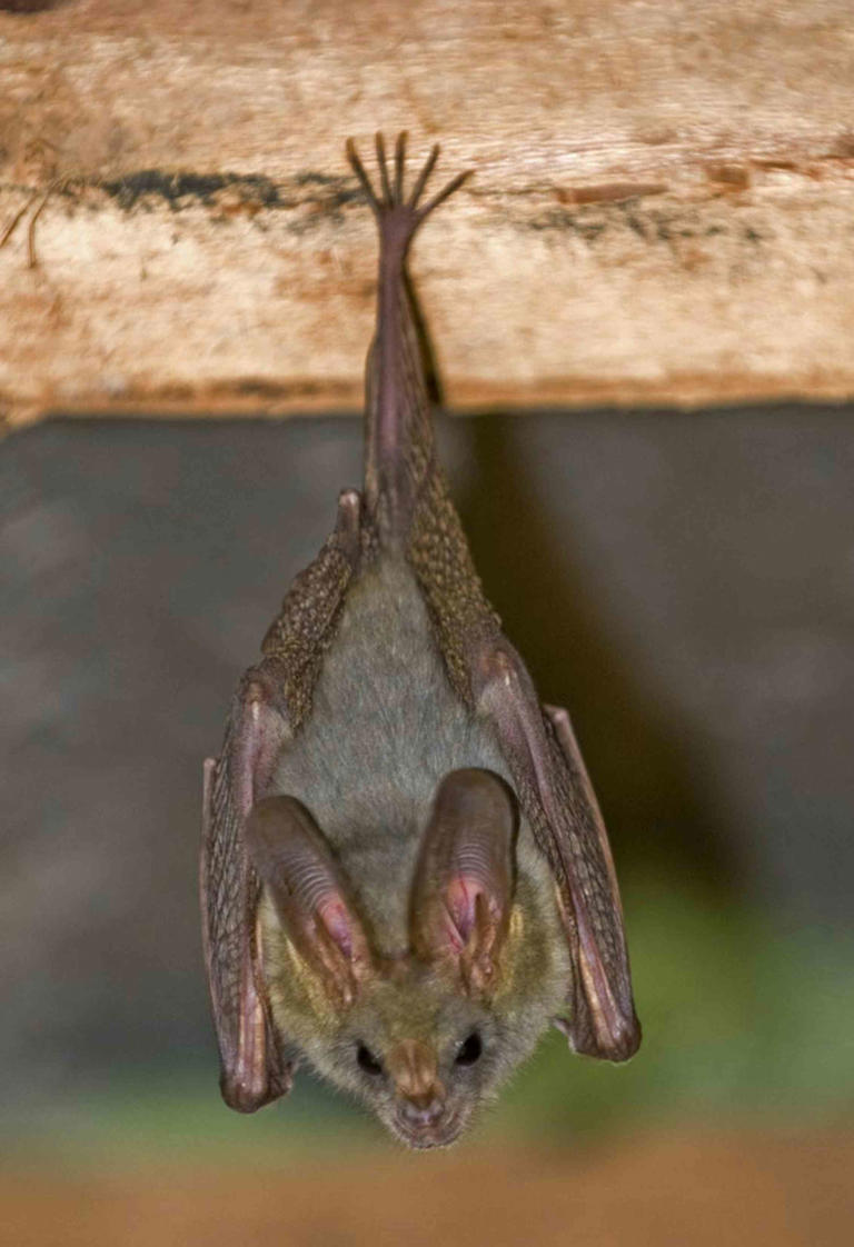 Scientists have found a safer way to hunt for the next pandemic virus