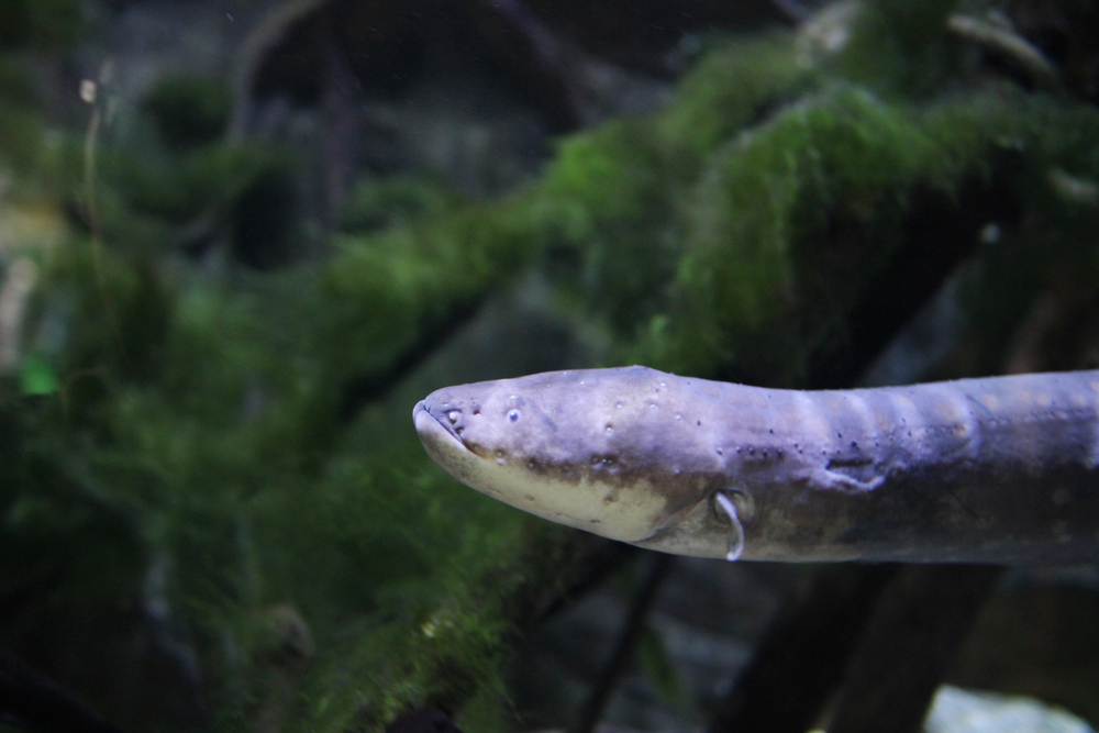 16 strange predators hunting in the Amazon Basin