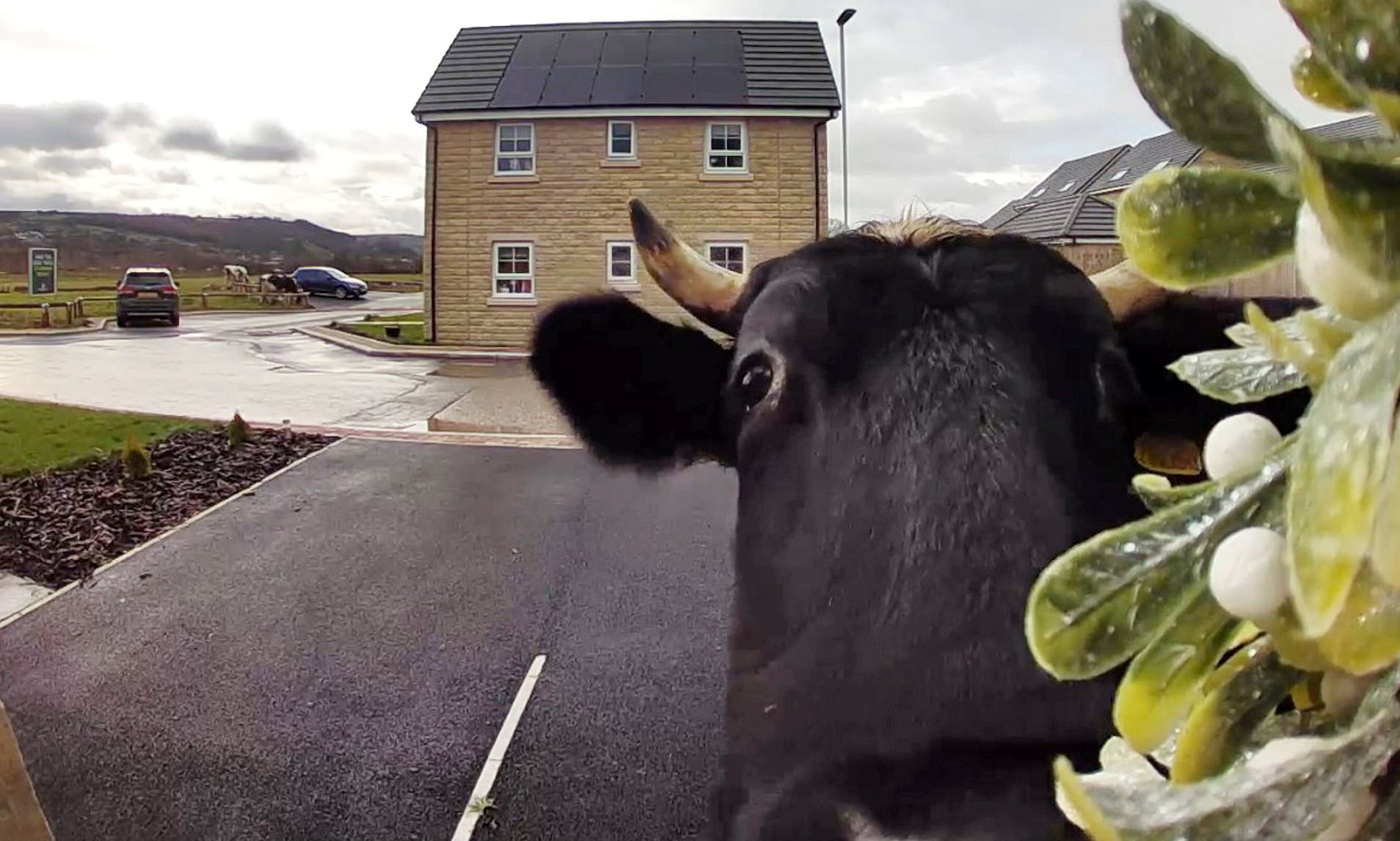 Knock knock, moo's there? Moment Ring doorbell alerts homeowner to a ...