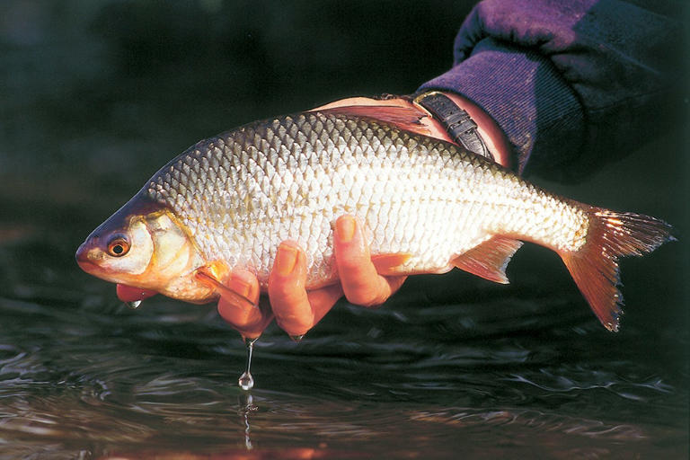 10 bait tips to catch more roach