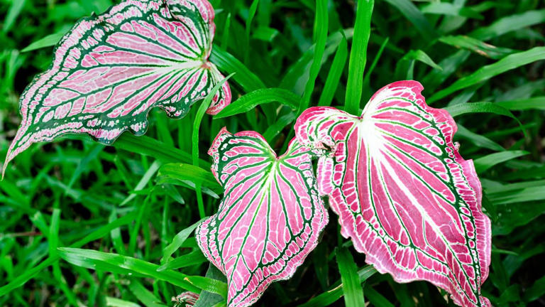 This is the one bulb to plant now if you want to brighten up your garden