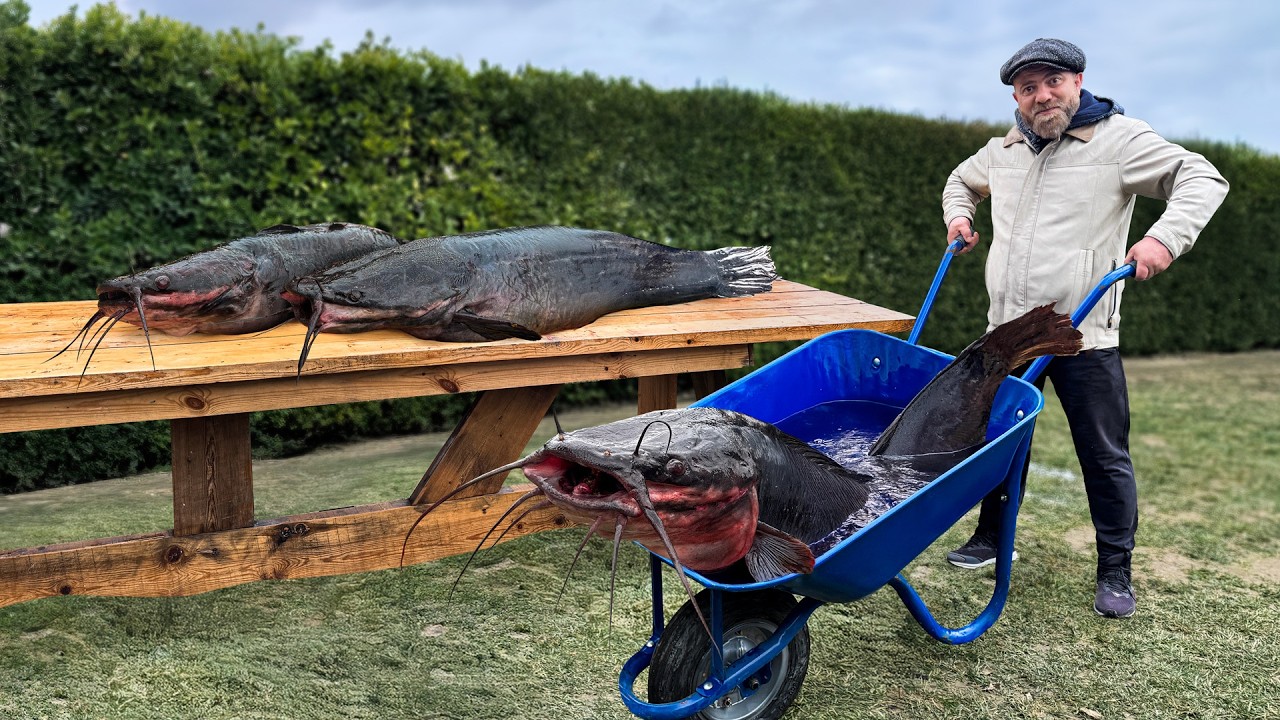 Why cooking a giant catfish requires different preparation