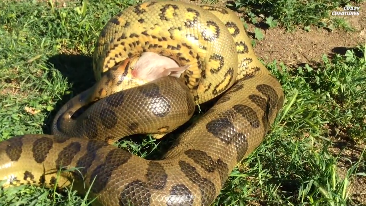 Watch what happens when a snake attacks prey larger than its own head