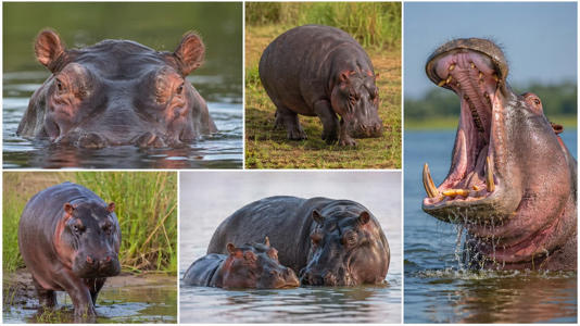 Vantara Steps In As Anant Ambani Bids To Rescue 80 Colombia Hippos
