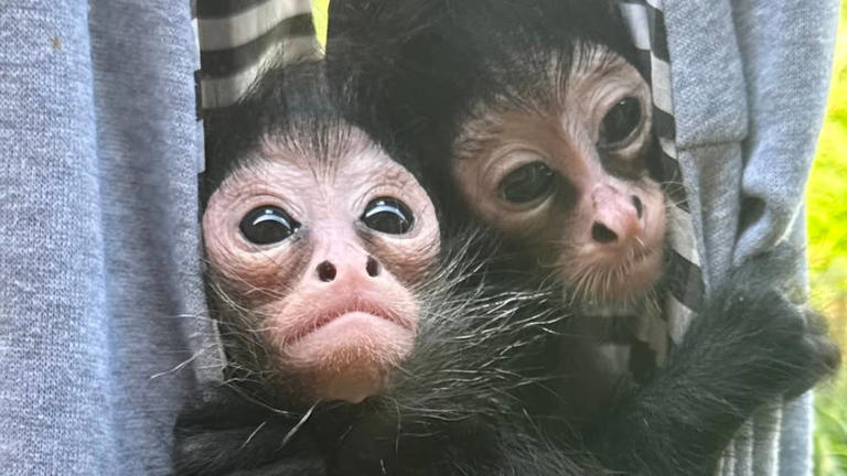 Three baby spider monkeys are growing strong at zoo