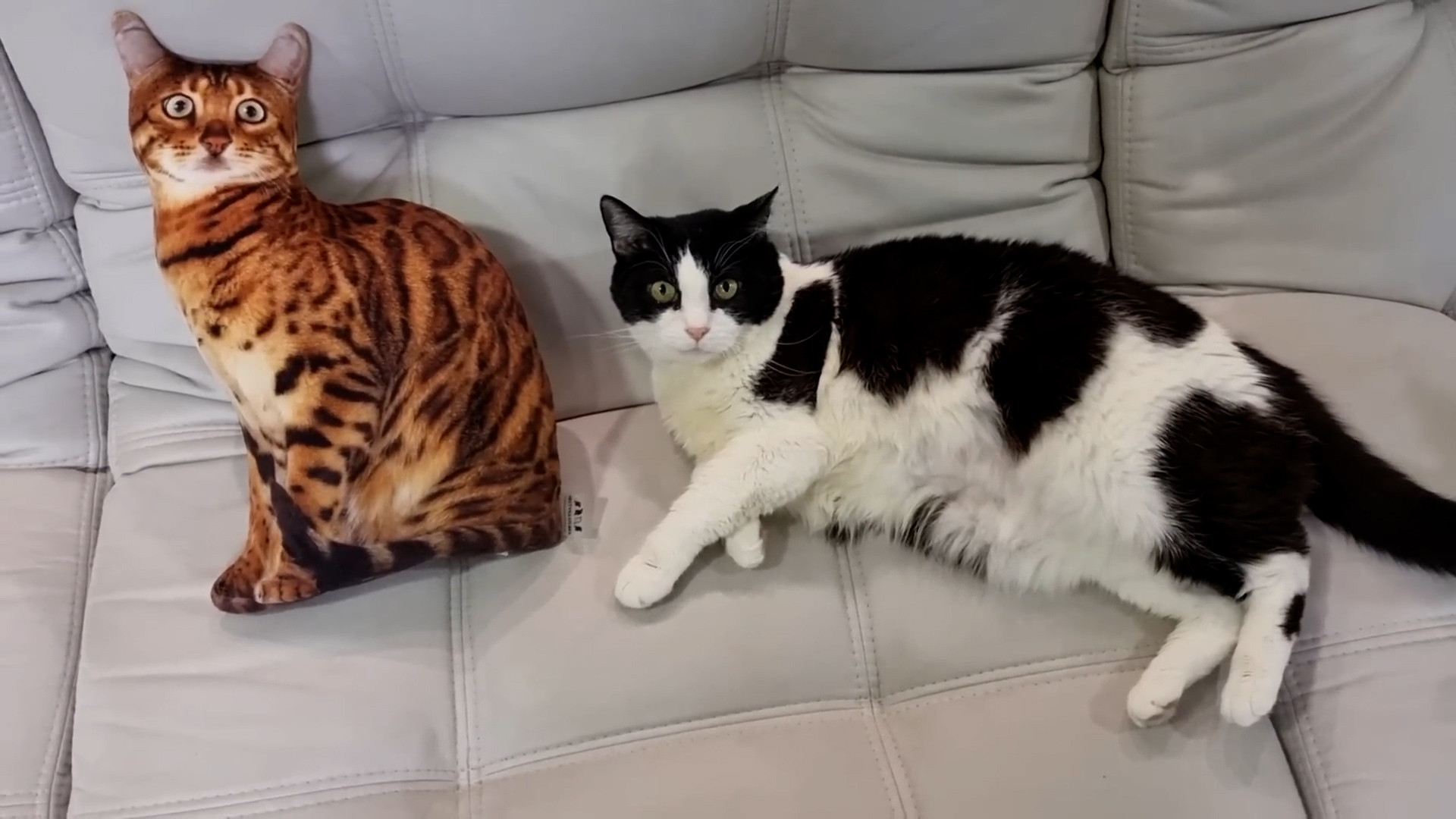 Why does this cat not move at all?