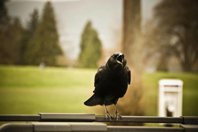 Hear crows near your home? It could be a good sign