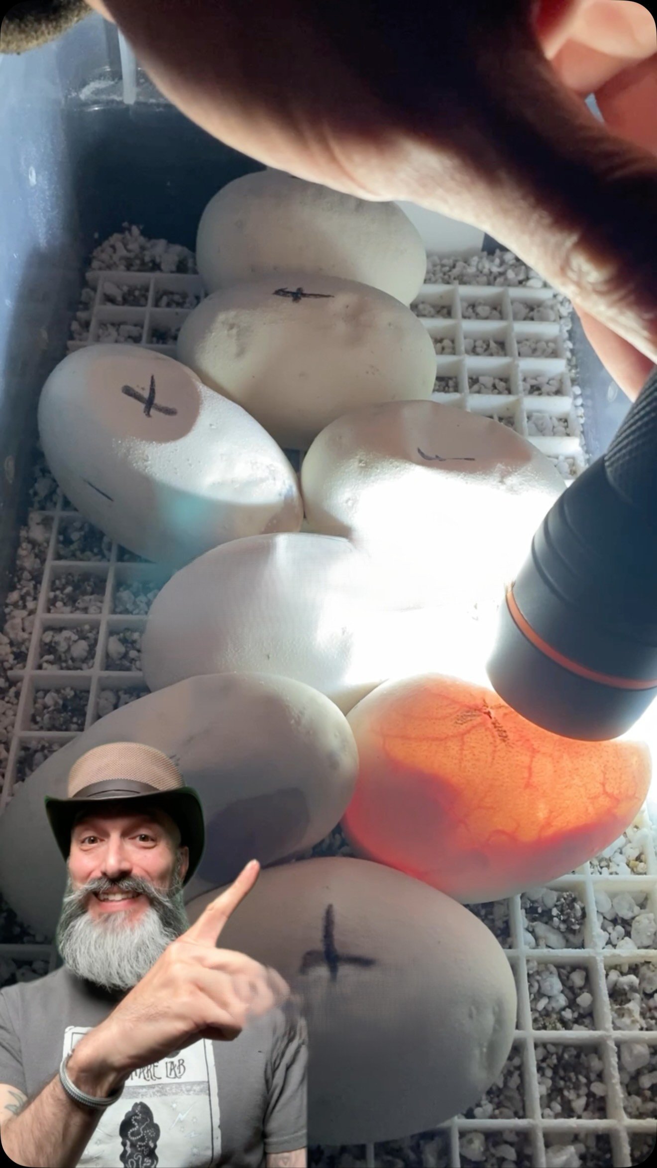 Candling a clutch of eggs with the Molinaro Snake Lab