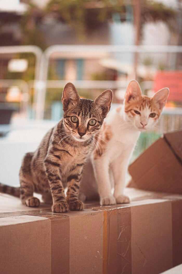 22 pics capturing the diversity of stray cats in Limassol, Cyprus