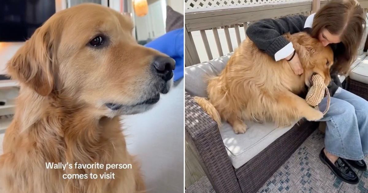 Golden retriever bursts with excitement when grandma comes to visit