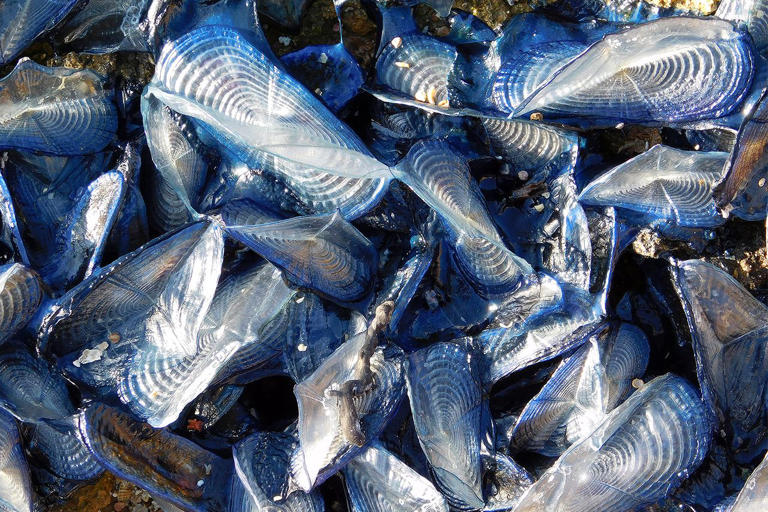 Thousands of mysterious blue creatures wash up on San Francisco beach