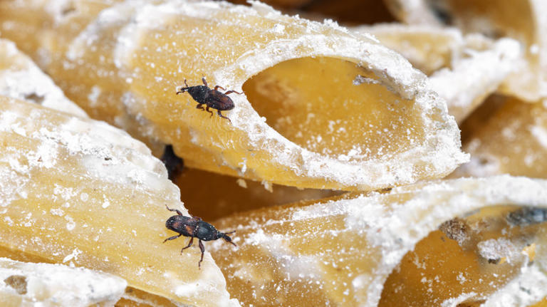 Not a tick, not a bed bug: This destructive creature lurks in the kitchen