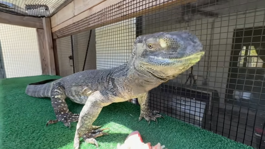 His lizard got out and it turned bad fast - caught on camera