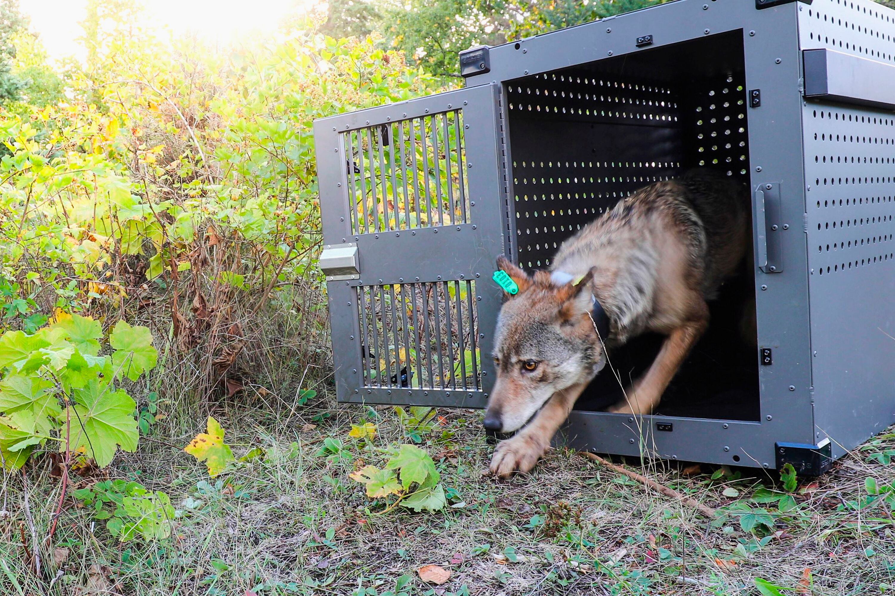 Researchers say remote Lake Superior island’s wolves are thriving as ...