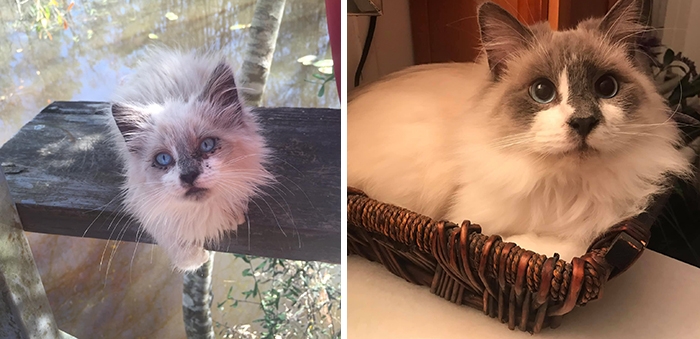 29 Heartwarming Pet “Then And Now” Pictures