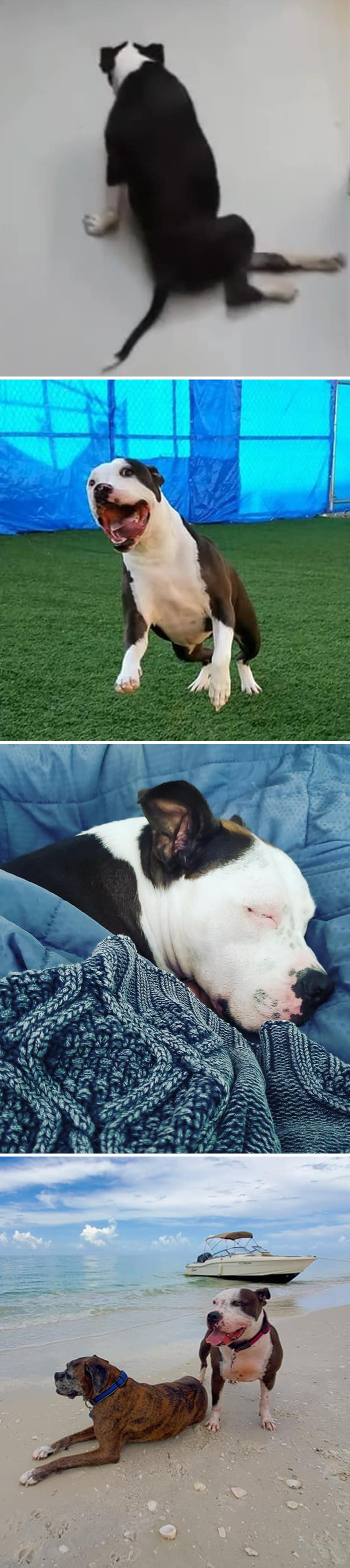 29 Heartwarming Pet “Then And Now” Pictures
