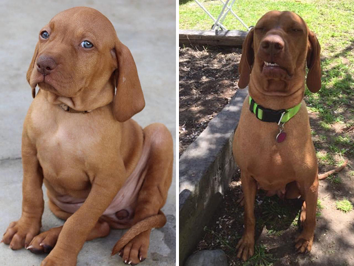 29 Heartwarming Pet “Then And Now” Pictures