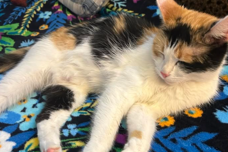 Neighbor fails to rescue scared, abandoned cat—then comes second chance