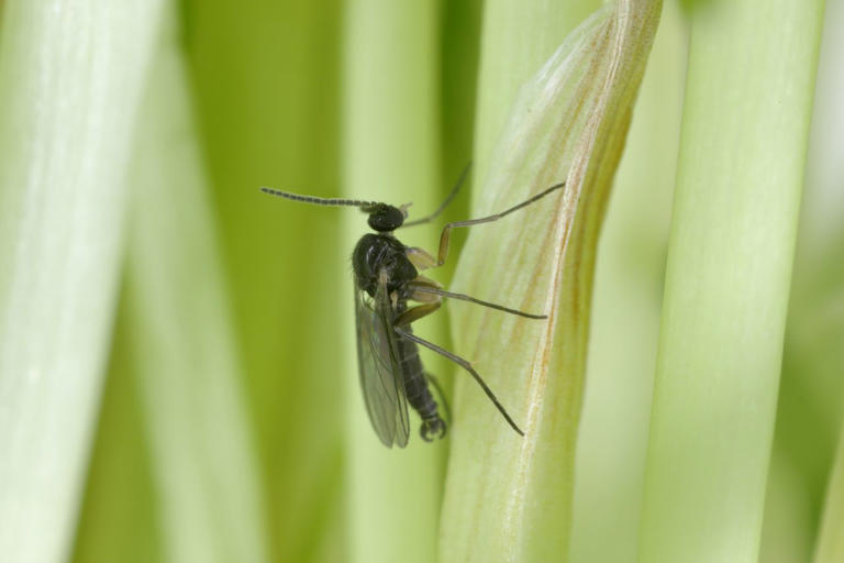How to keep gnats away, according to experts