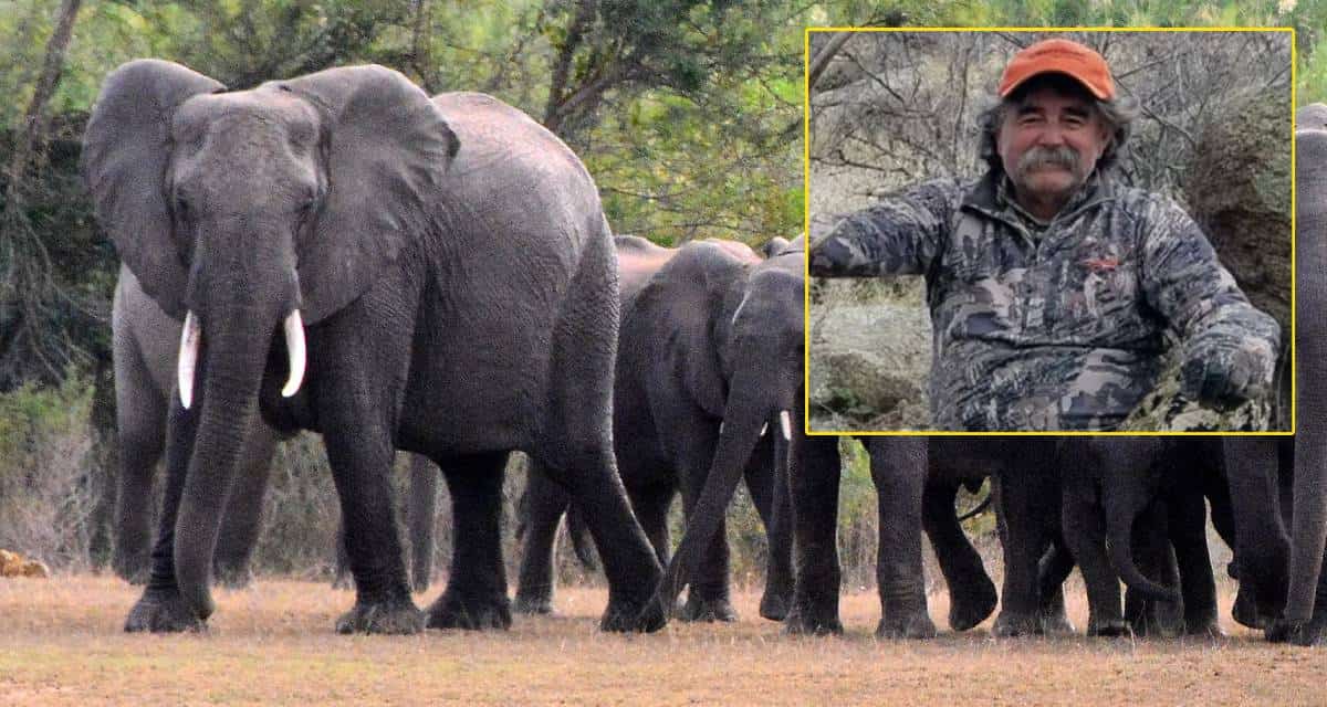American millionaire killed by elephant herd, and the Indian elephant ...