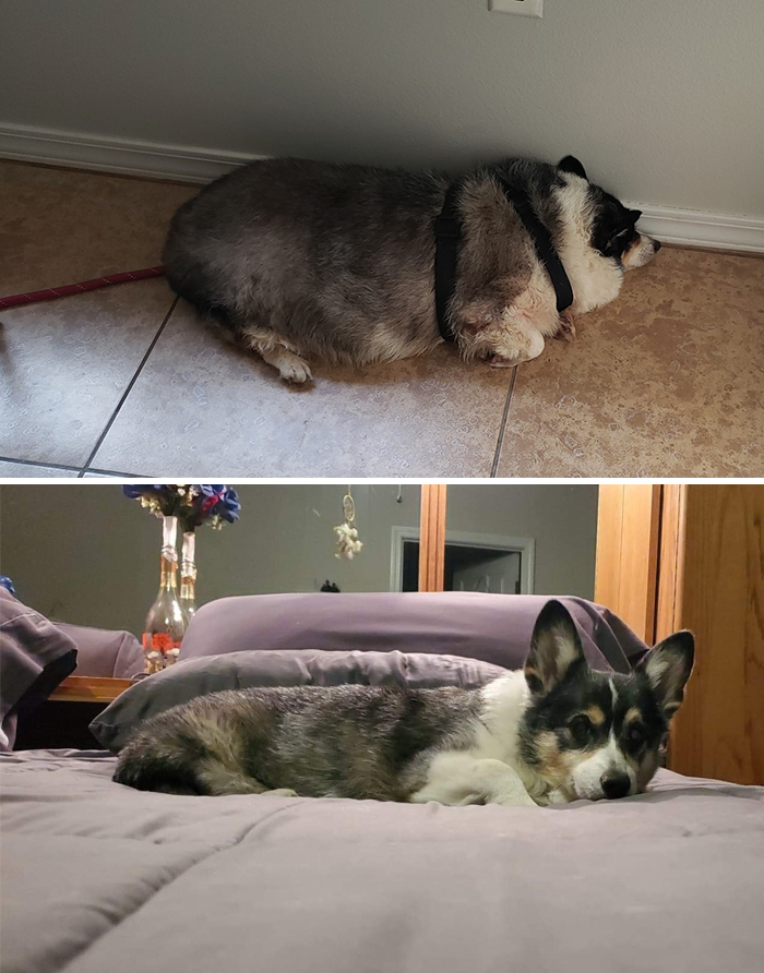 29 Heartwarming Pet “Then And Now” Pictures