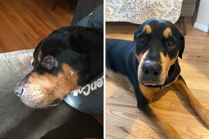 29 Heartwarming Pet “Then And Now” Pictures
