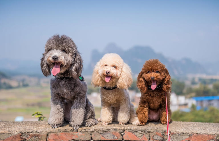 Photo inspiration: Visual Reference: 6 Reasons To Think Twice Before Buying A Hypoallergenic Dog