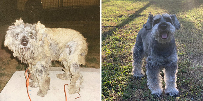 29 Heartwarming Pet “Then And Now” Pictures
