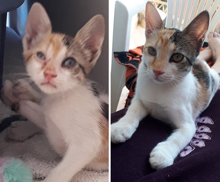 29 Heartwarming Pet “Then And Now” Pictures