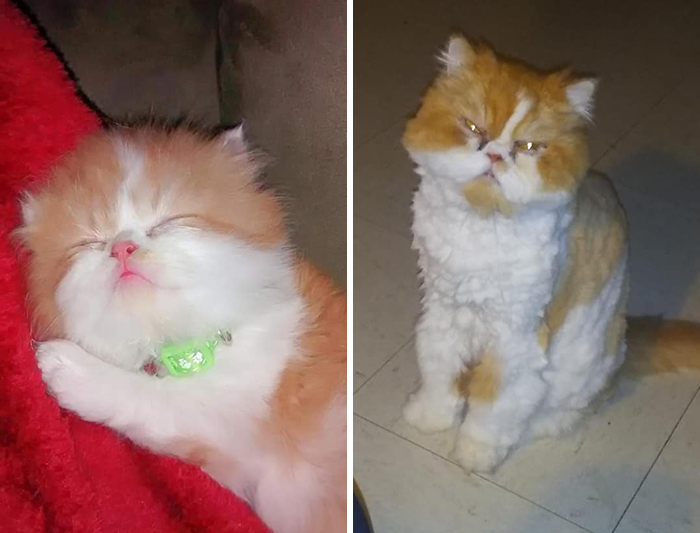 29 Heartwarming Pet “Then And Now” Pictures