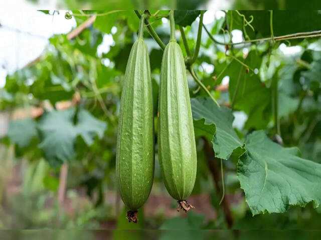 Discover the health benefits of ridge gourd for your diet