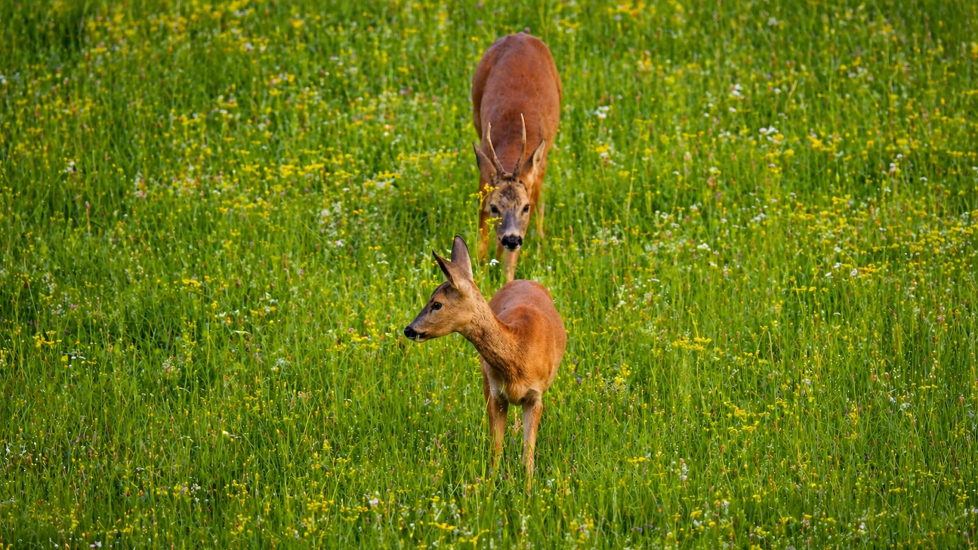 A hidden camera shows what happens when deer cross paths
