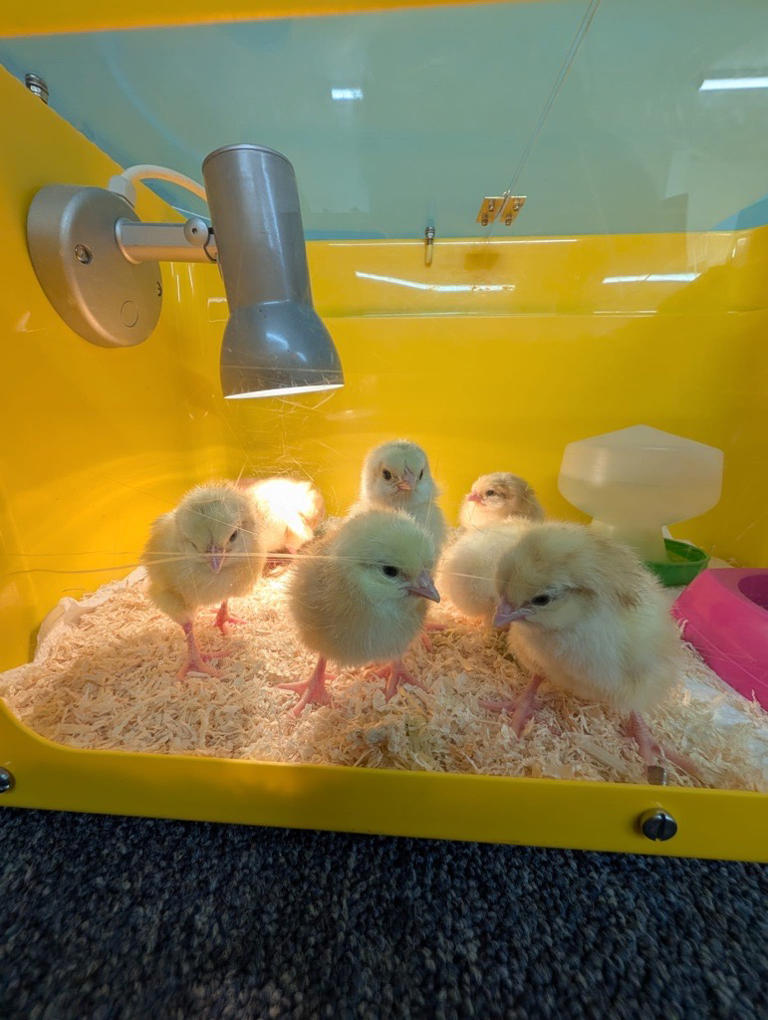 Local charity announces art competition to win a school chick-hatching ...
