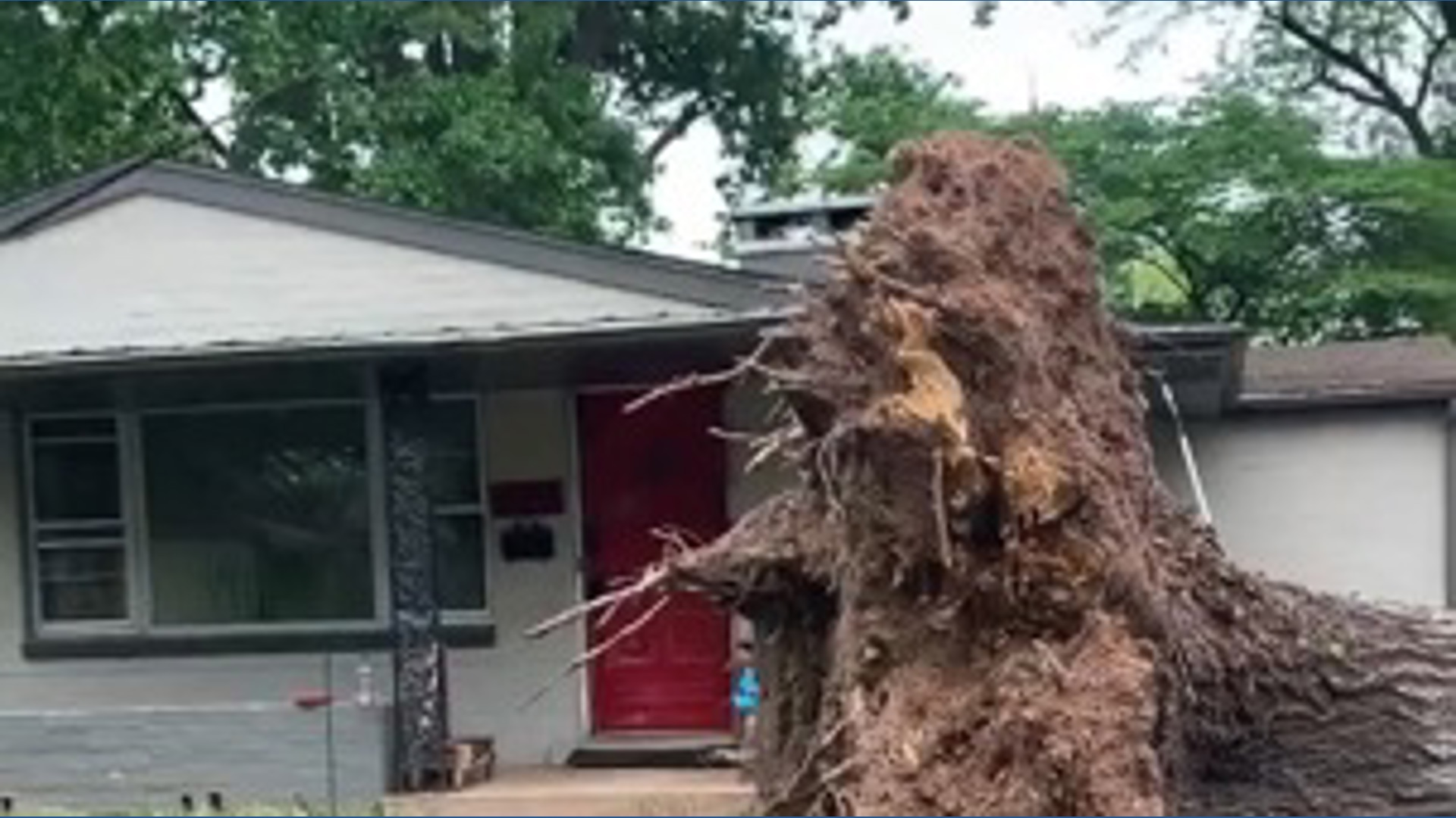 Large tree falls in Ferguson