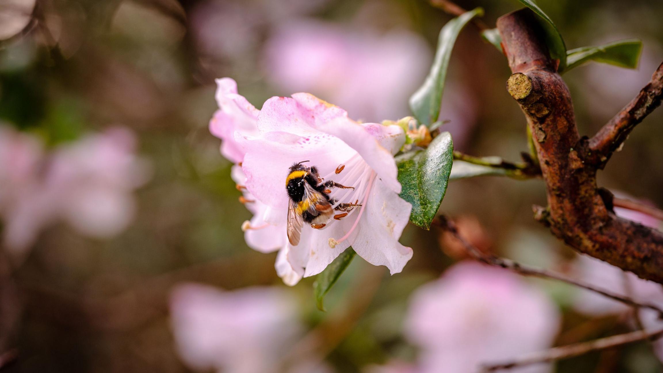 'Pioneering' study to boost bee numbers at Wakehurst