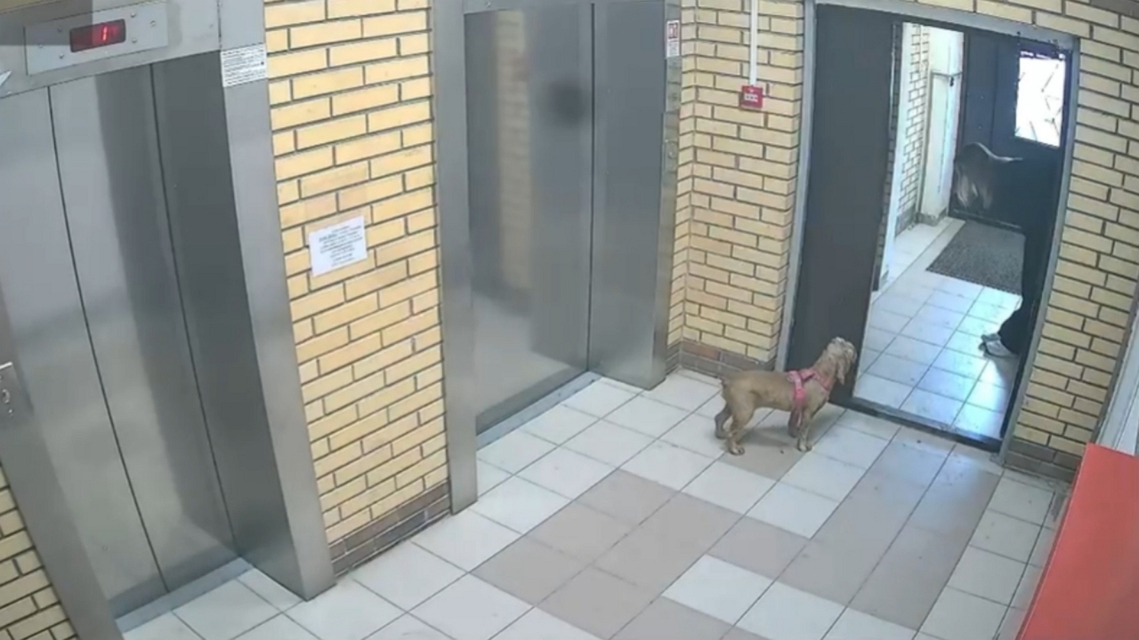 Woman Playfully Cajoled Her Dog Out the Door in Russia