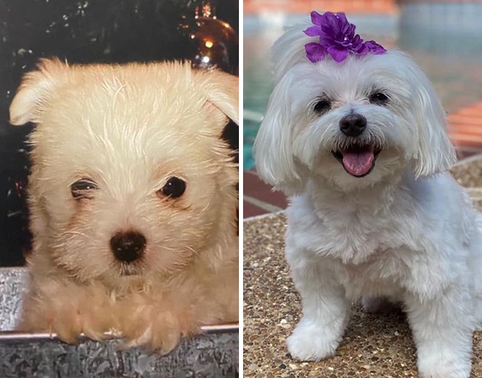 29 Heartwarming Pet “Then And Now” Pictures