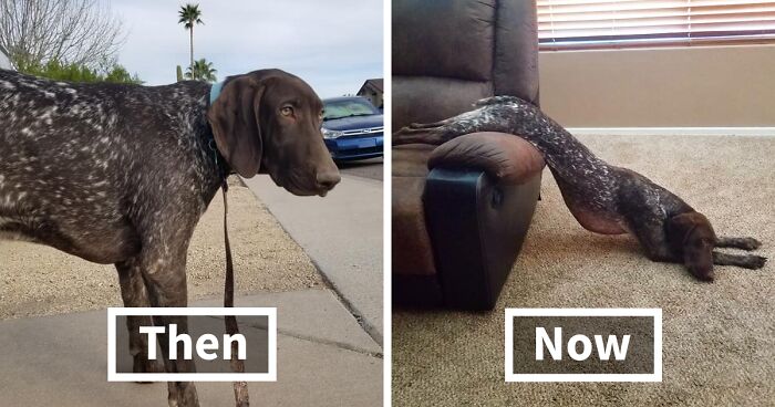 29 Heartwarming Pet “Then And Now” Pictures