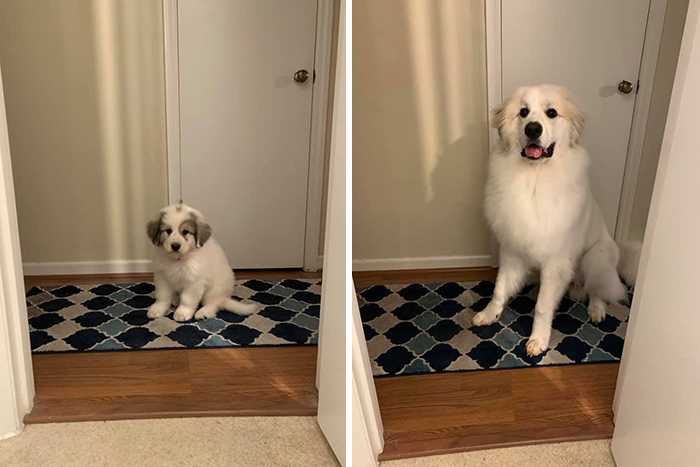 29 Heartwarming Pet “Then And Now” Pictures