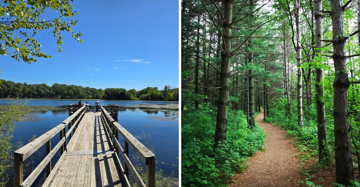 Follow this one Minnesota trail through pines and you will swear you ...