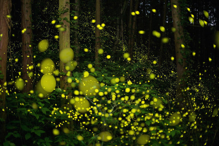 Will we be the last generation to experience fireflies? Experts weigh in