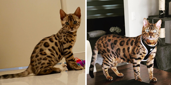 29 Heartwarming Pet “Then And Now” Pictures