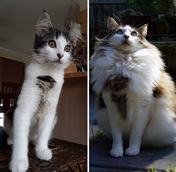 29 Heartwarming Pet “Then And Now” Pictures