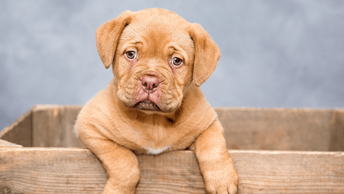 9 things dogs need most, according to animal shelters