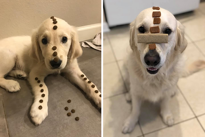 29 Heartwarming Pet “Then And Now” Pictures